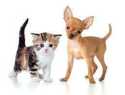 Pet Care