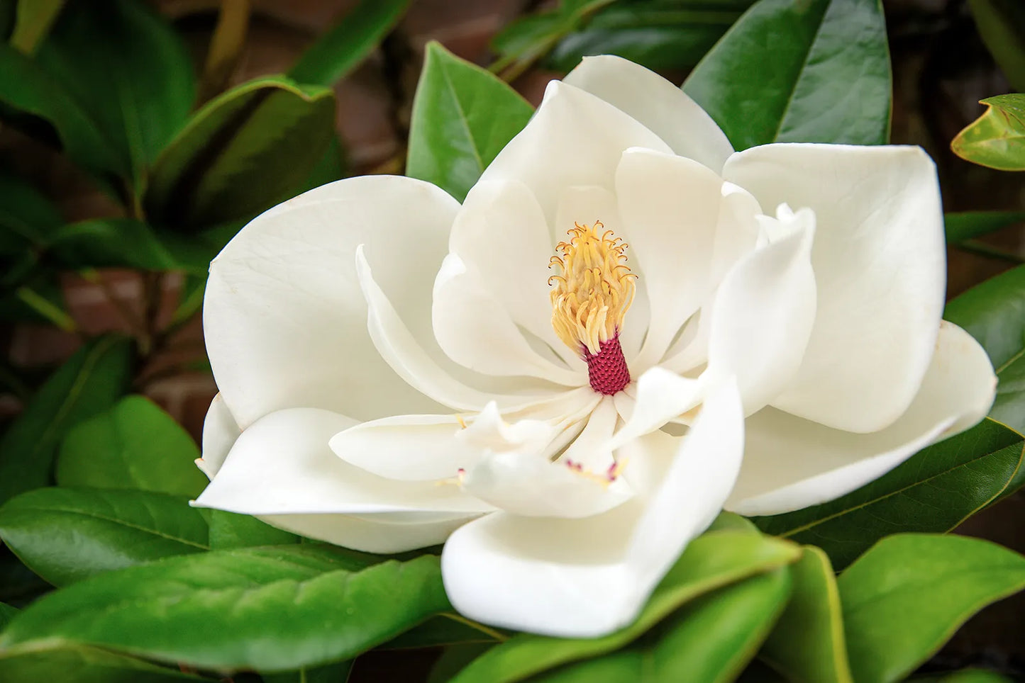 Southern Magnolia