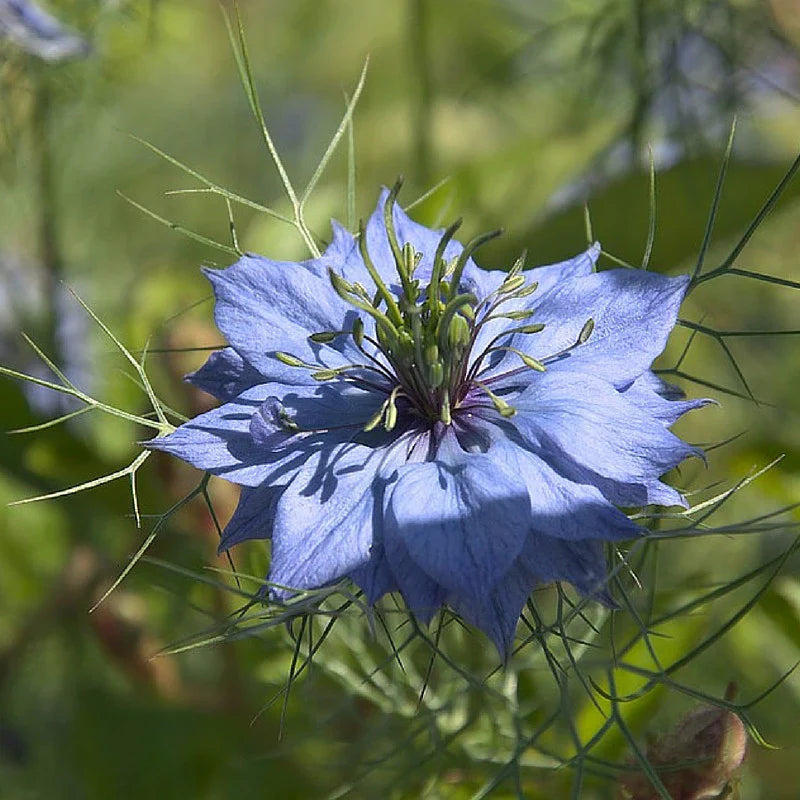 Black Cumin Seed Oil