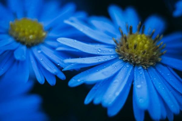 Chamomile German  - 3% Dilution Essential Oil