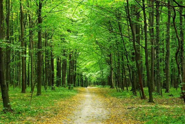 Forest Woods Pure Oil Synergy Blend